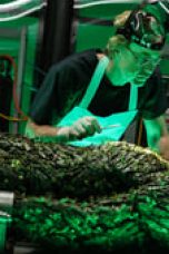 Movie poster: Swamp Thing Season 1 Episode 9